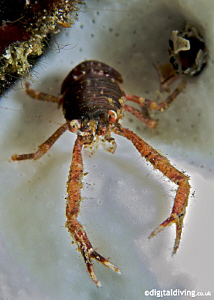 Unknown species of Squat Lobster, Taken with D200  and 60... by David Henshaw 
